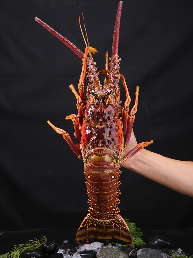 品味深海珍饈 百鮮薈古巴龍蝦、大花龍蝦、青澳龍冷凍海鮮禮盒，盡享年夜盛宴與送禮佳選