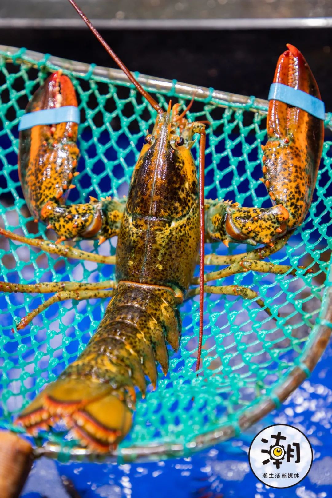 2020成都年貨大集 不出蓉城，嘗遍全球海鮮年味